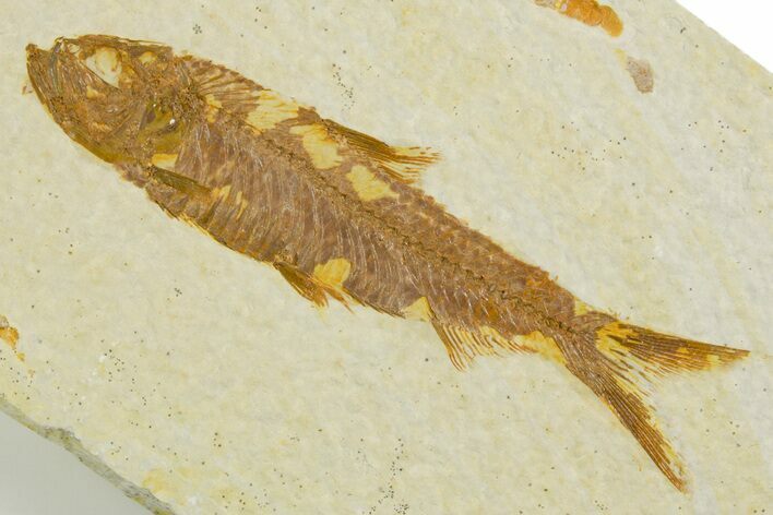 Detailed Fossil Fish (Knightia) - Wyoming #355645